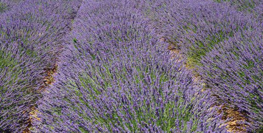 Aix en Provence Aix les Mille: частен самолет под наем