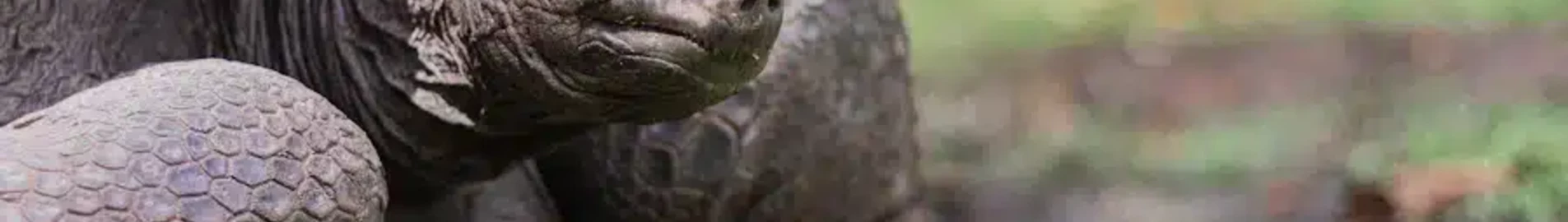 Alphonse : Наем на частен самолет