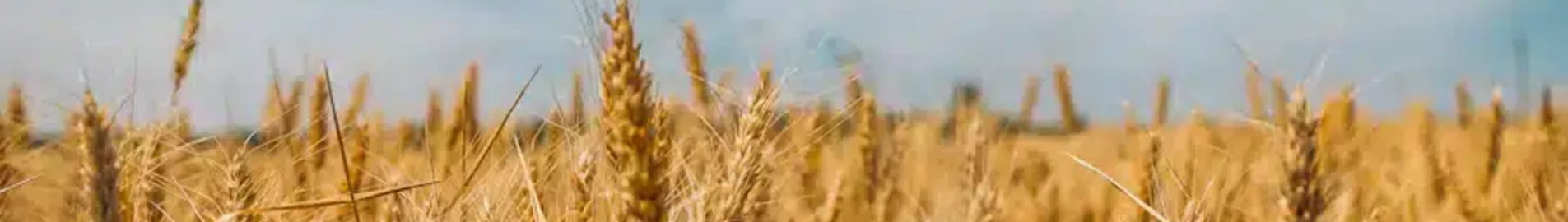 Чернобаевка : наем на частен самолет