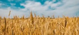Жулиани : частен самолет под наем