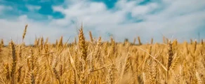 Чернобаевка : наем на частен самолет