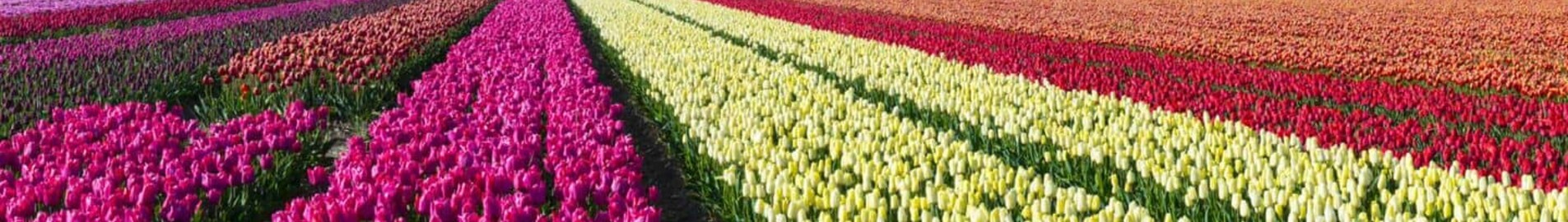 Hoogeveen: местоположение на частен самолет
