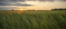 Nizhnevartovsk Nizhnevartovsk : location de jet privé