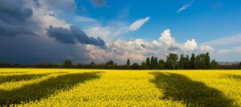Полтава : частен самолет под наем