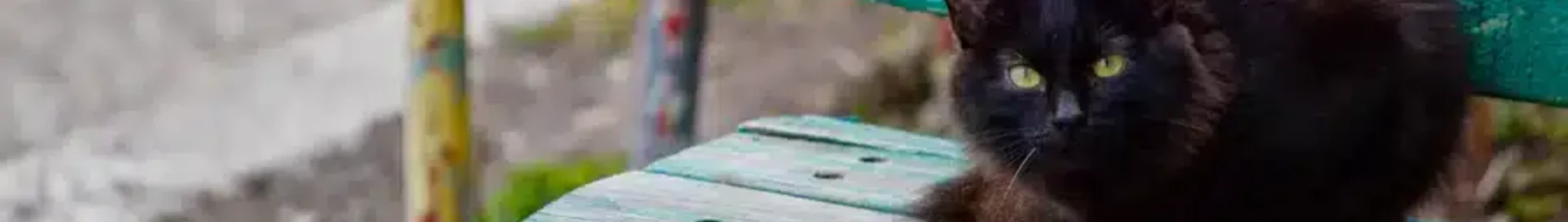 Нижнекамск Бегишево : частен самолет под наем