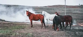 Геленджик : наем на частен самолет