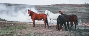 Ставропол Шпаковское : частен самолет под наем
