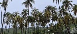 Bequia Isl J.F. Mitchell : частен самолет под наем
