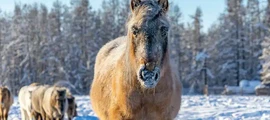 Анапа Витязево: частен самолет под наем 