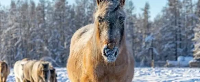 Якутск : наем на частен самолет