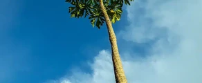Kinshasa Ndjili Intl : частен самолет под наем